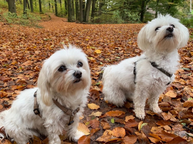 Urlaub mit Hund Image